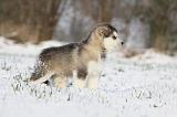 ALASKAN MALAMUTE 237